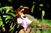 Orchidaceae - Rhynchostele bictoniensis (Bateman) Soto Arenas & Salazar (1993)