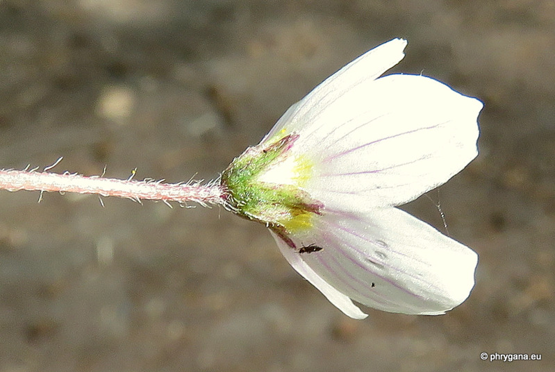 Oxalis acetosella L., 1753   