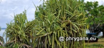 Pandanaceae - Pandanus tectorius Parkinson, 1773