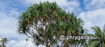 Pandanaceae - Pandanus tectorius Parkinson, 1773