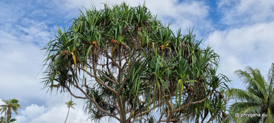 Pandanus tectorius Parkinson, 1773   