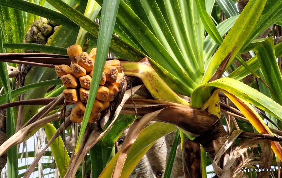 Pandanus tectorius Parkinson, 1773  