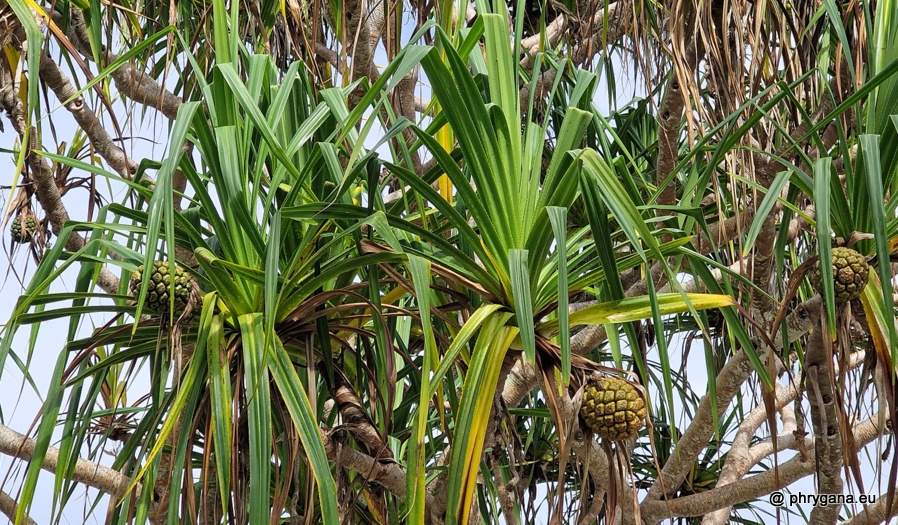 Pandanus tectorius Parkinson, 1773   