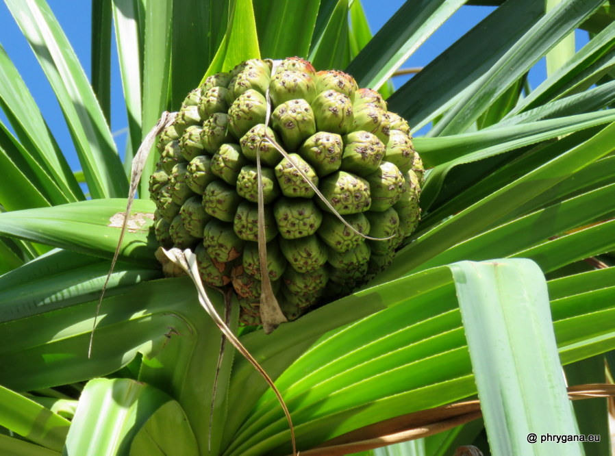 Pandanus tectorius Parkinson, 1773   