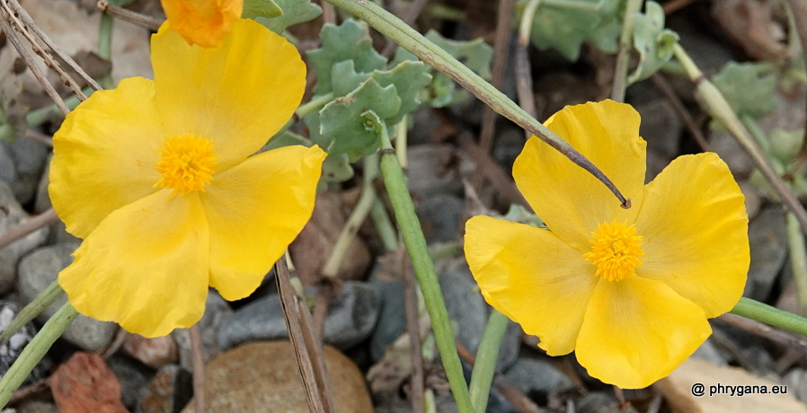 Glaucium flavum    Crantz, 1763 
  