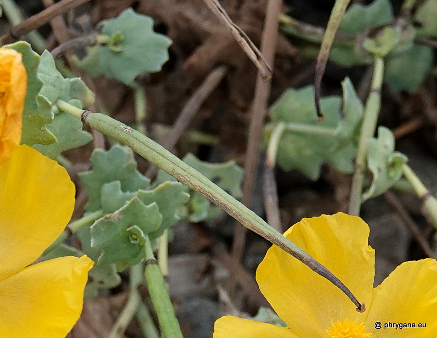 Glaucium flavum    Crantz, 1763   