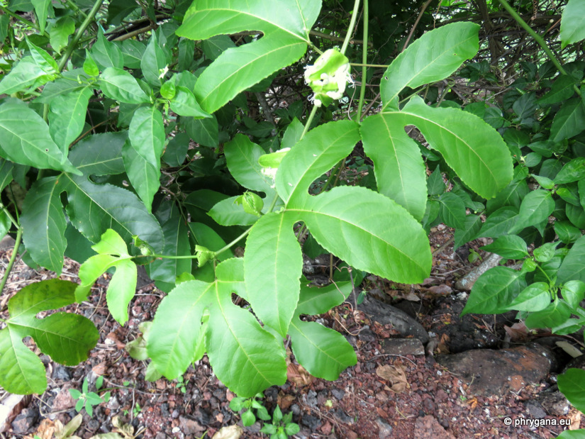 Passiflora edulis Sims, 1818   