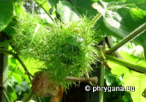 Passifloraceae - Passiflora vesicaria var. galapagensis (Killip) Vanderpl., 2013