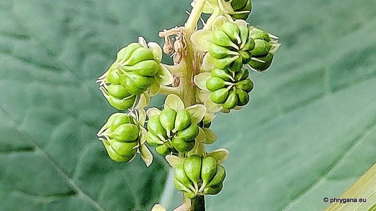 Phytolacca acinosa Roxb., 1832  