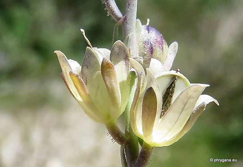 Linaria simplex (Willd.) DC.   