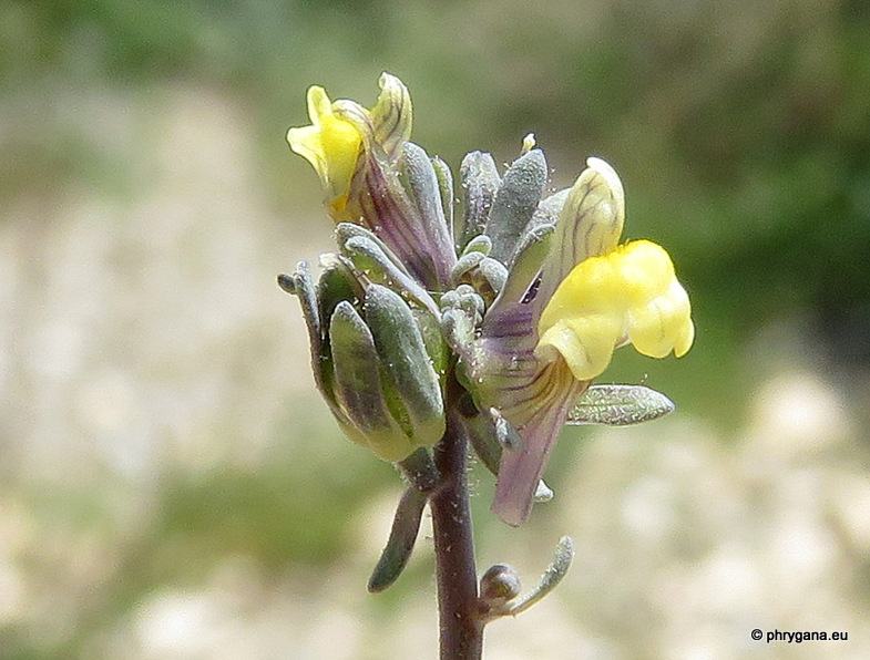 Linaria simplex (Willd.) DC.   