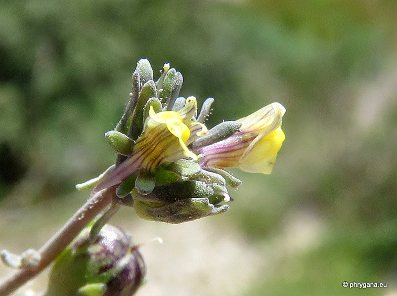 Linaria simplex (Willd.) DC.  