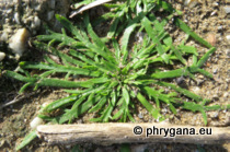 Plantago coronopus L., 1753 subsp. coronopus