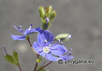 Veronica chamaedrys L., 1753