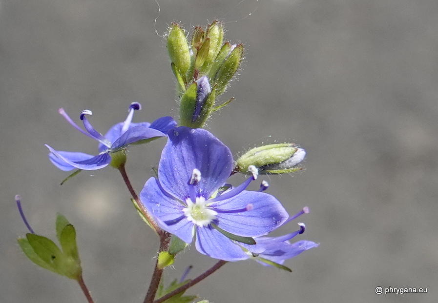 Veronica chamaedrys L., 1753    