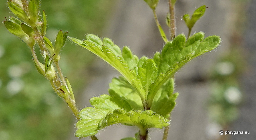 Veronica chamaedrys L., 1753    