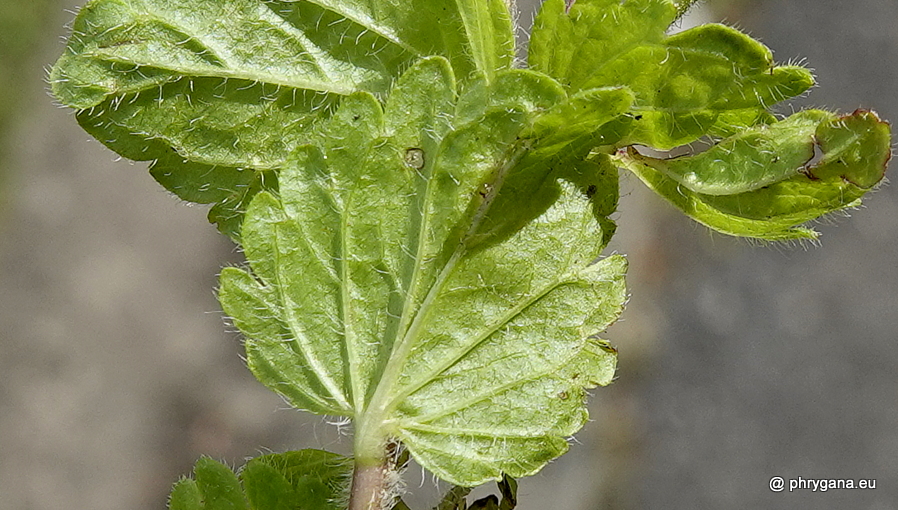 Veronica chamaedrys L., 1753   