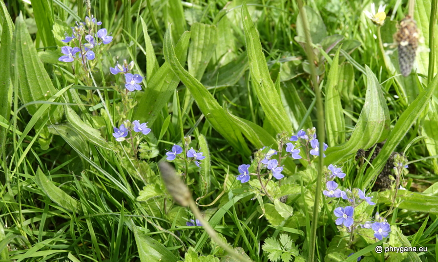 Veronica chamaedrys L., 1753    