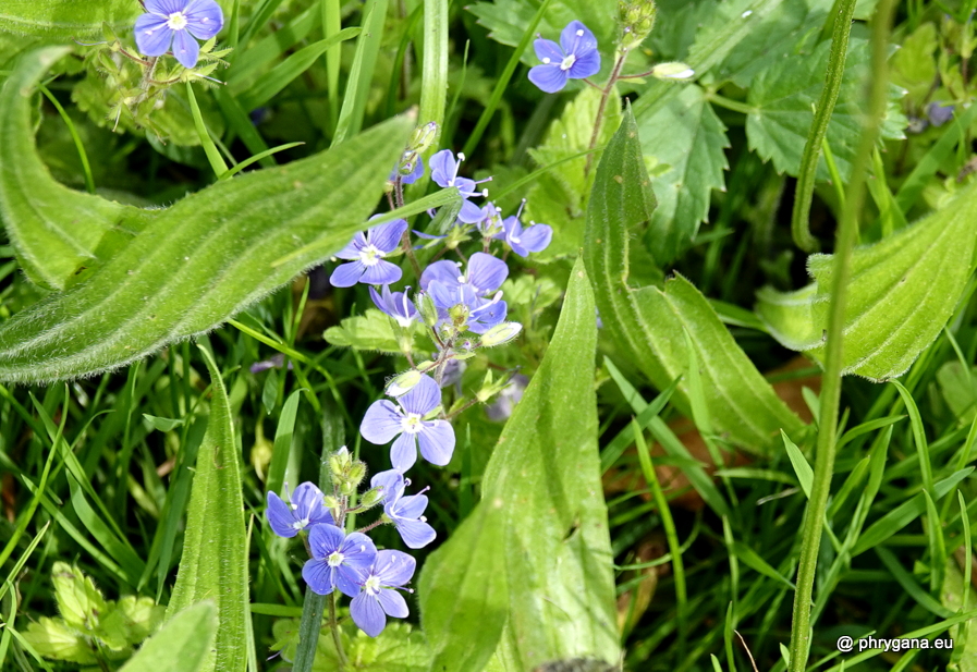 Veronica chamaedrys L., 1753    