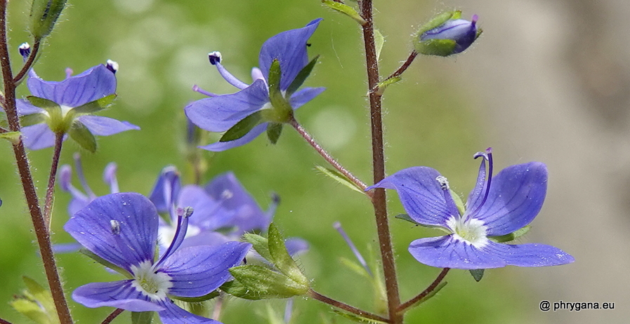 Veronica chamaedrys L., 1753    