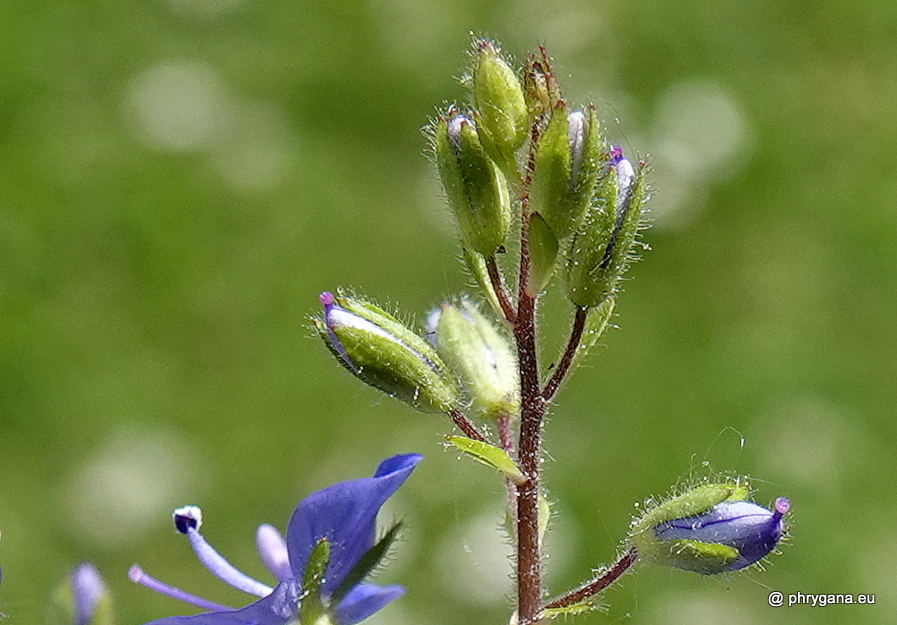 Veronica chamaedrys L., 1753 
   