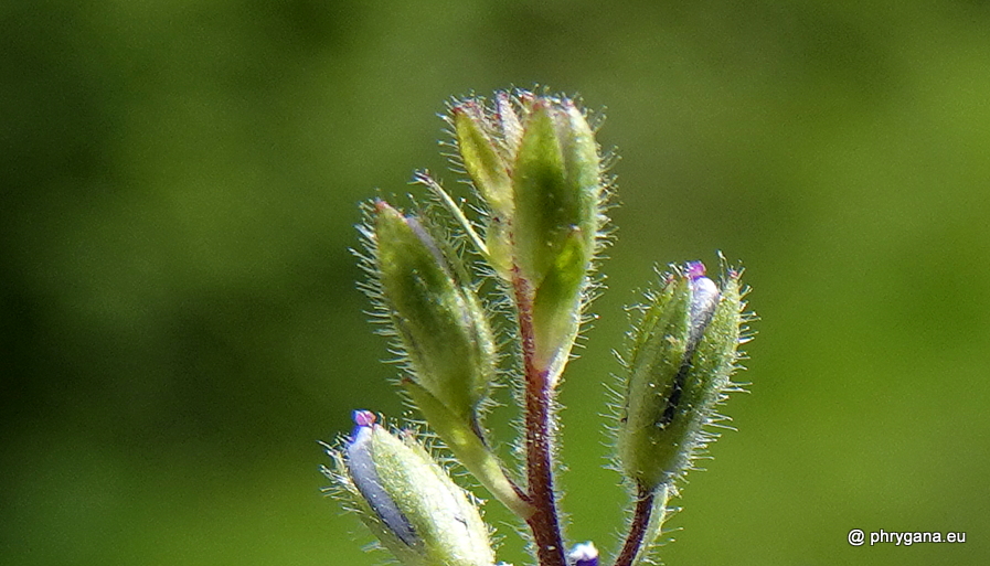 Veronica chamaedrys L., 1753 
   