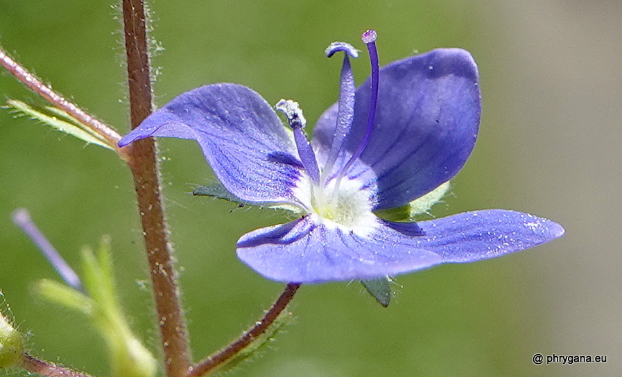 Veronica chamaedrys L., 1753    