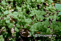 Plantaginaceae - Veronica hederifolia L., 1753