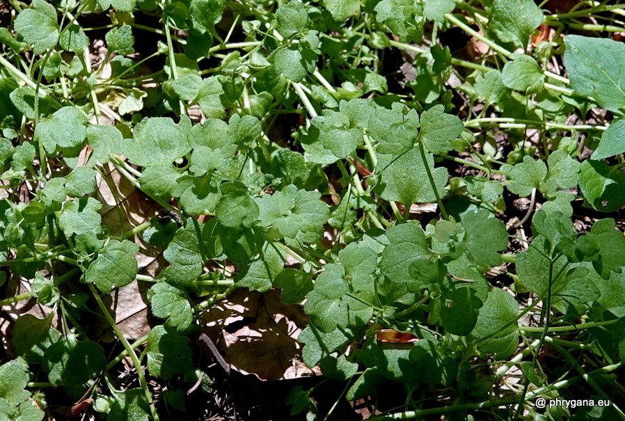 Veronica hederifolia L., 1753    