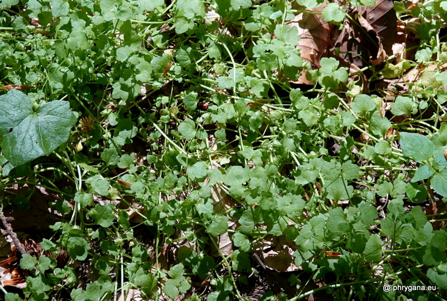 Veronica hederifolia L., 1753   