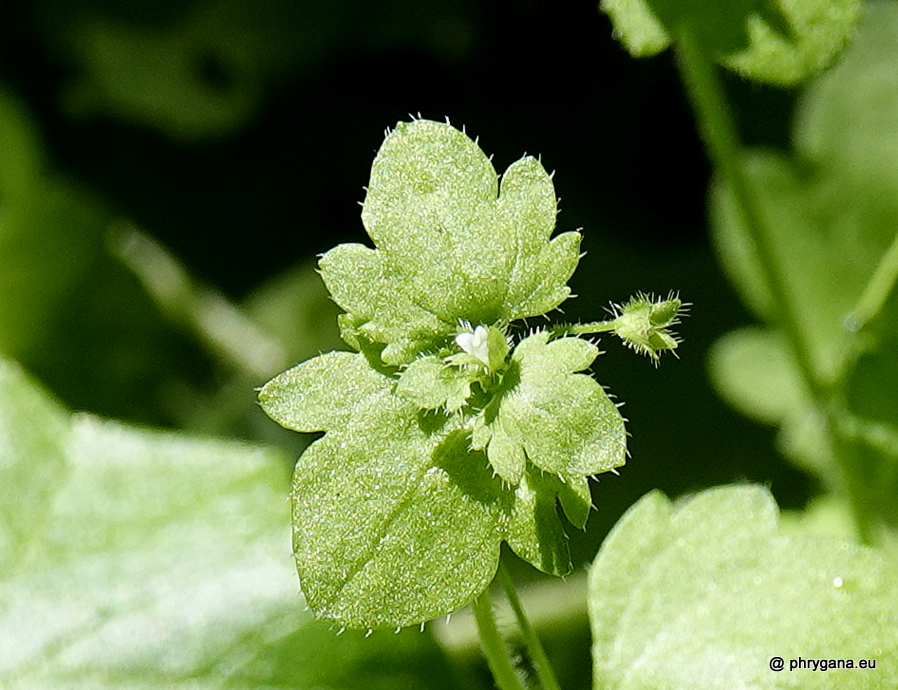 Veronica hederifolia L., 1753    