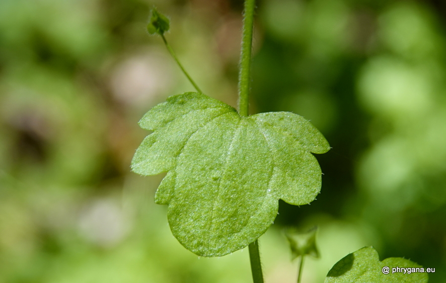 Veronica hederifolia L., 1753    