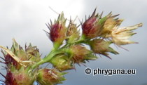 Poaceae - Cenchrus echinatus L., 1753