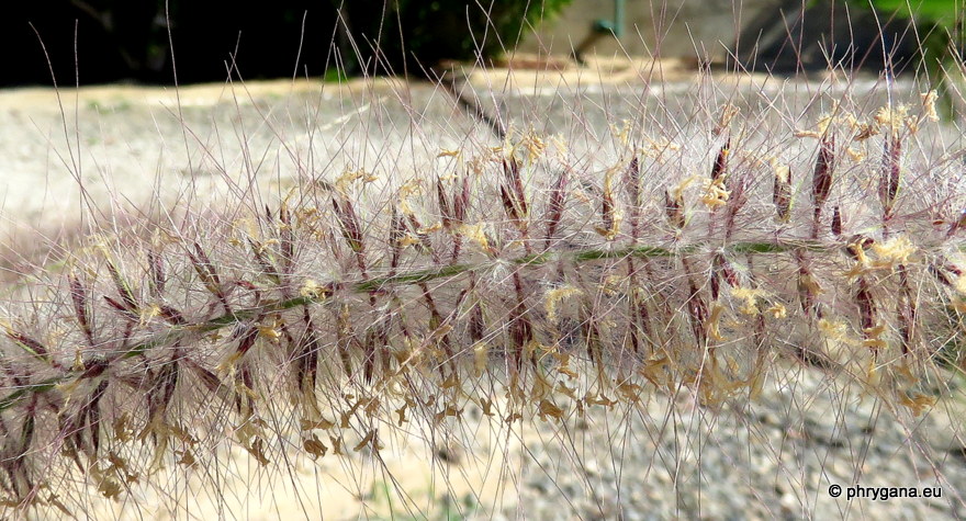  Cenchrus clandestinus  (Pers.) Morrone, 2010   