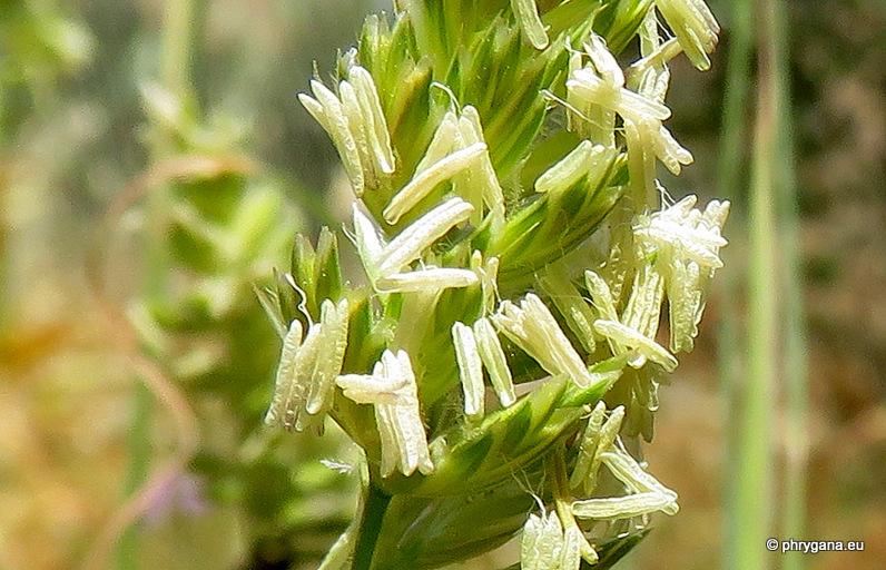 Dactylis glomerata  subsp. hispanica (Roth) Nyman, 1882 