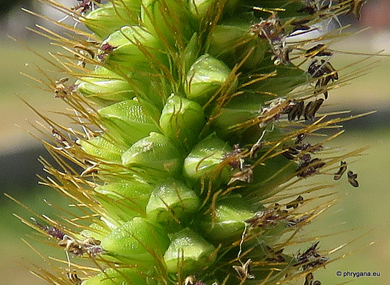 Setaria viridis  (L.) P. Beauv., 1812   