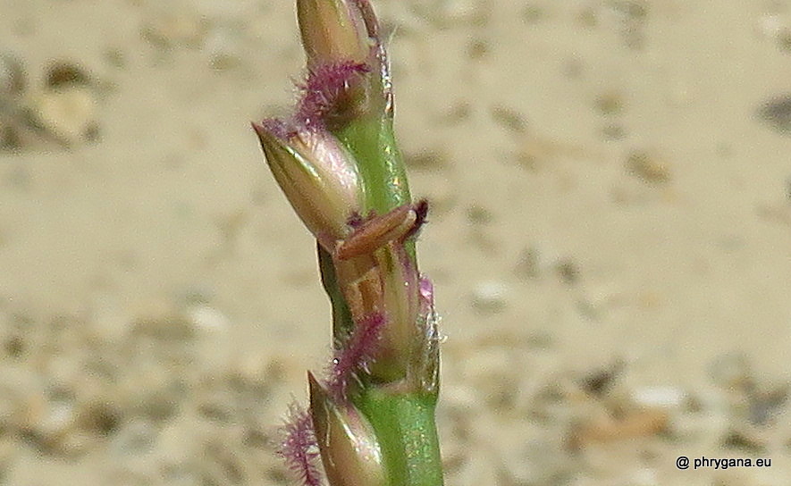 Stenotaphrum micranthum   (Desv.) C.E.Hubb., 1940  