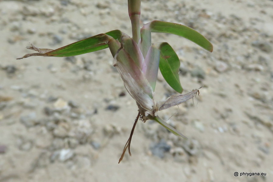 Stenotaphrum micranthum   (Desv.) C.E.Hubb., 1940   