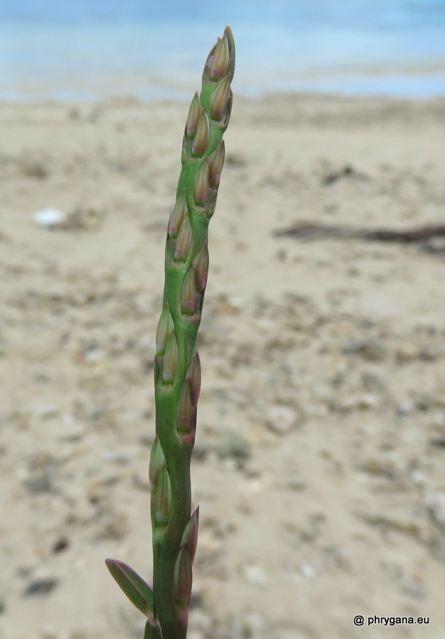 Stenotaphrum micranthum   (Desv.) C.E.Hubb., 1940   