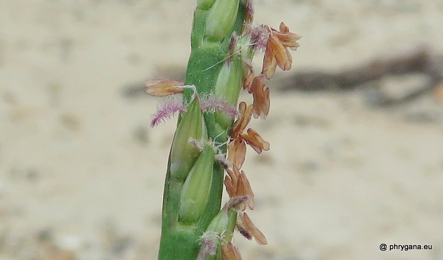 Stenotaphrum micranthum   (Desv.) C.E.Hubb., 1940   