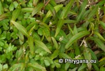 Persicaria decipiens (LAG.) WEBB & MOQ. (Persicaria salicifolia (WILLD.) ASENOV, Polygonum salicifolium WILLD.)