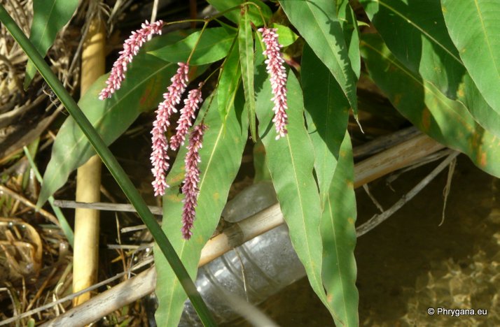 Persicaria lapathifolia    (L.) Delarbre, 1800  