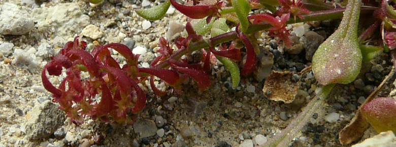 Rumex bucephalophorus      subsp. <em>gallicus</em> (Steinh.) Rech.f., 1939 