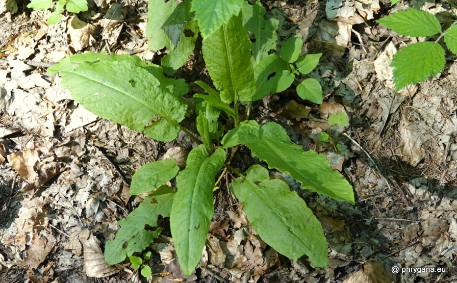 Rumex sanguineus    L., 1753   