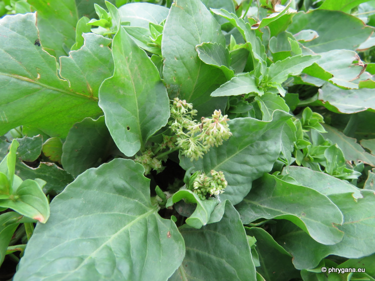 Rumex spinosus   L., 1753    