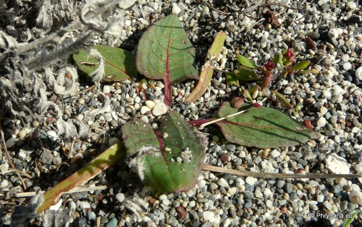 Rumex spinosus   L., 1753   