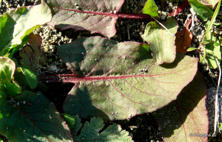 Rumex spinosus   L., 1753    