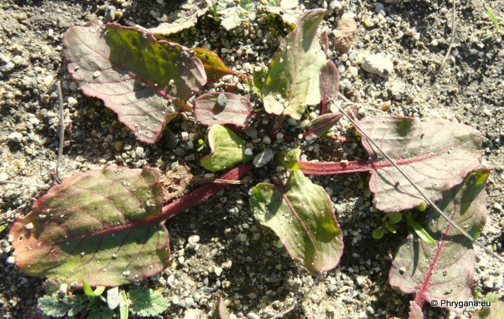 Rumex spinosus   L., 1753    