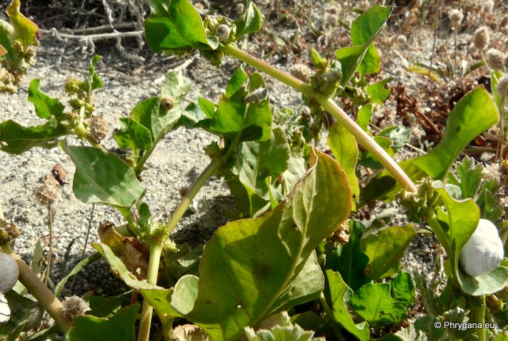 Rumex spinosus   L., 1753    