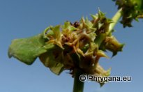 Rumex spinosus L., 1753 